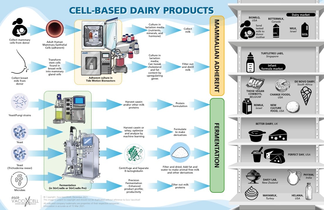 Cell-based Dairy Products